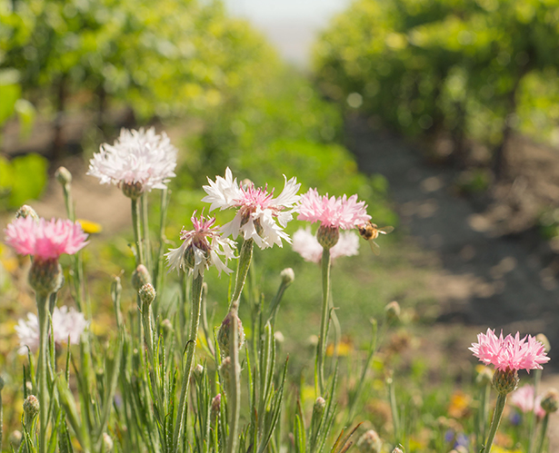 Drip irrigation